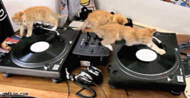 kittens on turntables