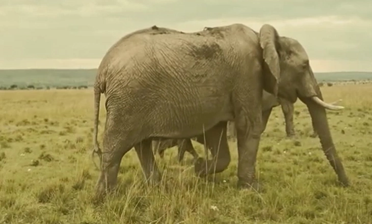 SADC TFCA Financing Facility